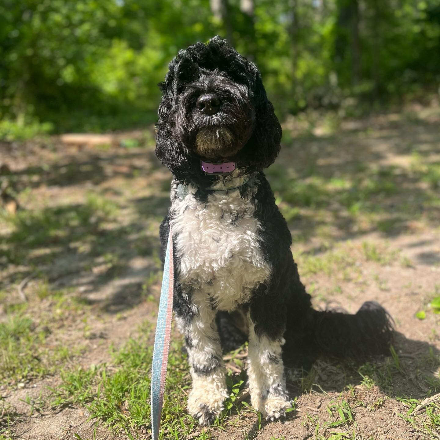 Zo&euml; joined the #housebaironfamily today with a 6-Day-Train Package followed by a 2-week Boarding! 
During her Day-Trains we will work on off leash recalls, in-home manners &amp; more! #portuguesewaterdog #dogtraining #dogtrainer #doglover #newje