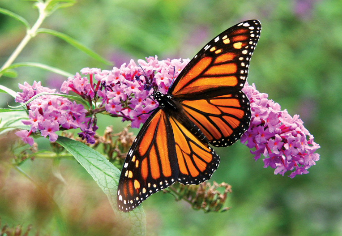 Monarch Magic