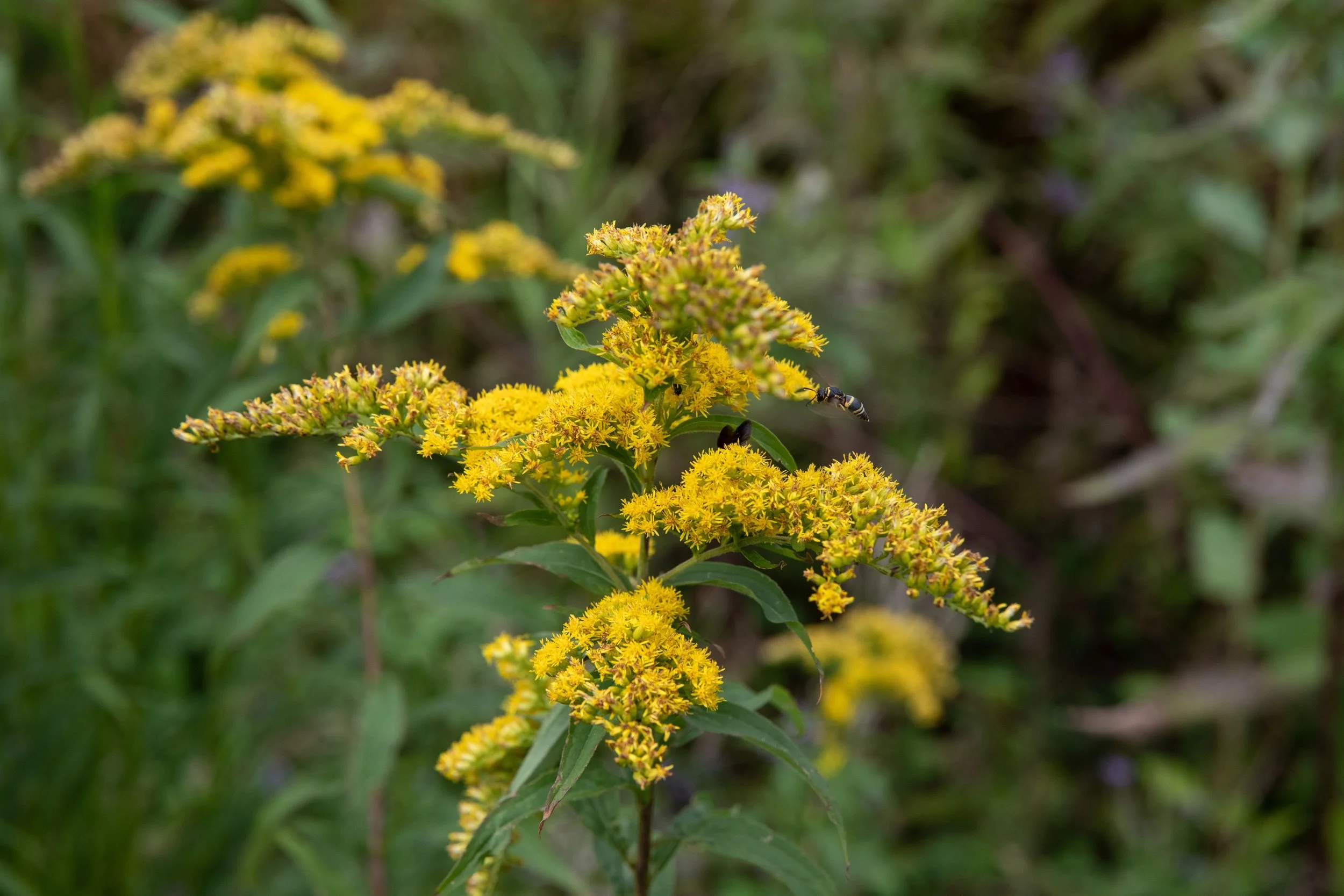 Native Plant Walk