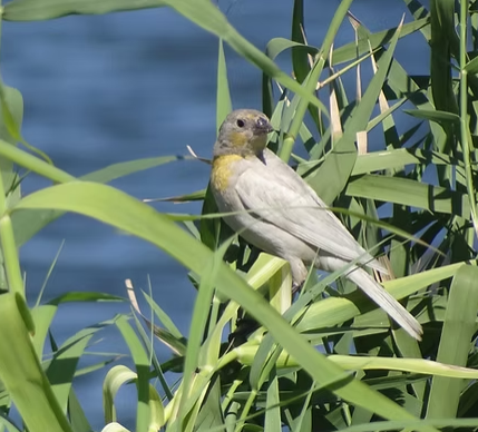 September Virtual Bird Walk with Montclair Bird Club