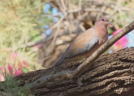 October Virtual Bird Walk with Montclair Bird Club