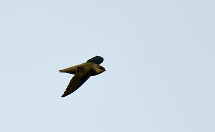 Montclair Chimney Swift Roost | Hike with MBC