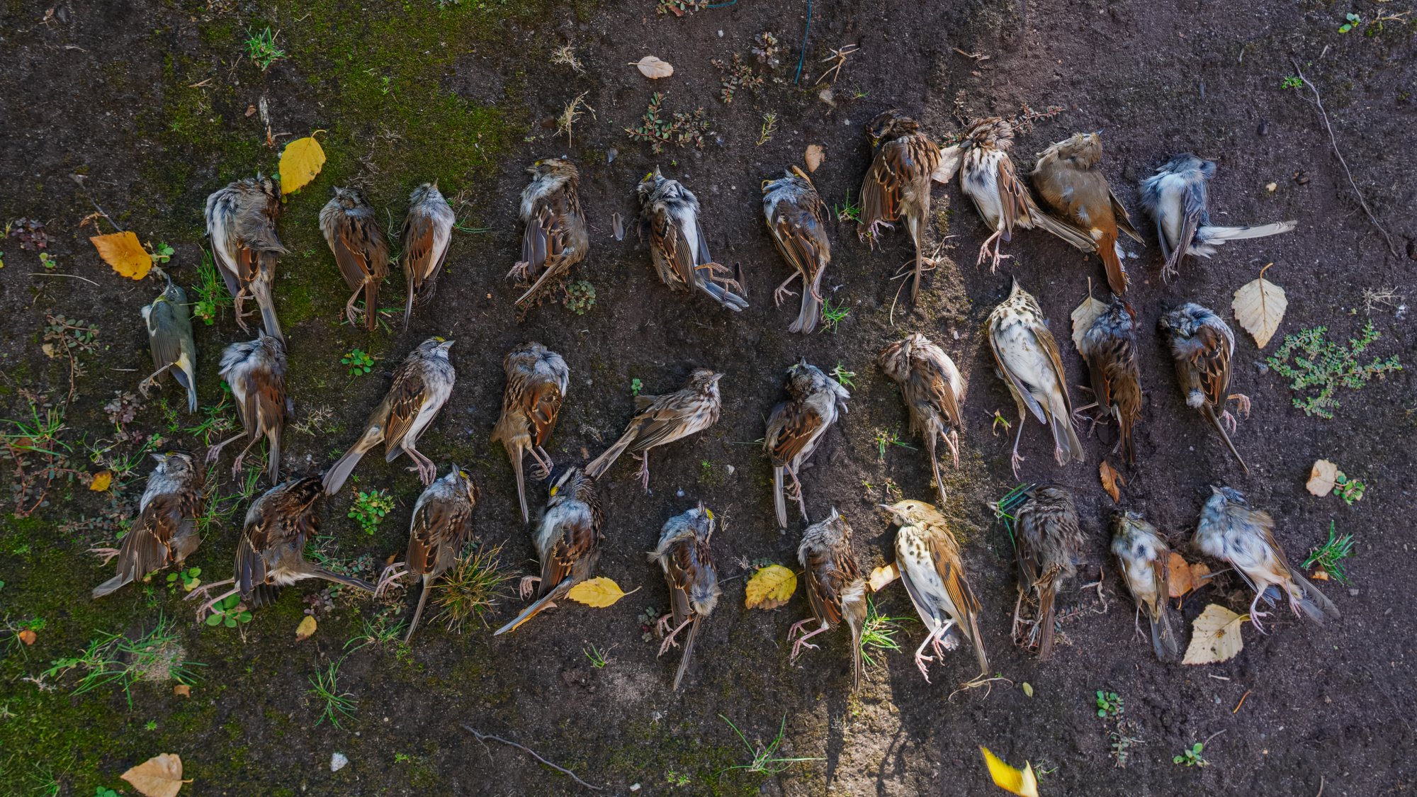 Jersey City Birds Statement on Mayor Fulop’s Veto of Ordinance 25-123