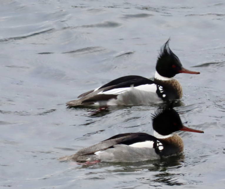 Winter Birding at Liberty State Park