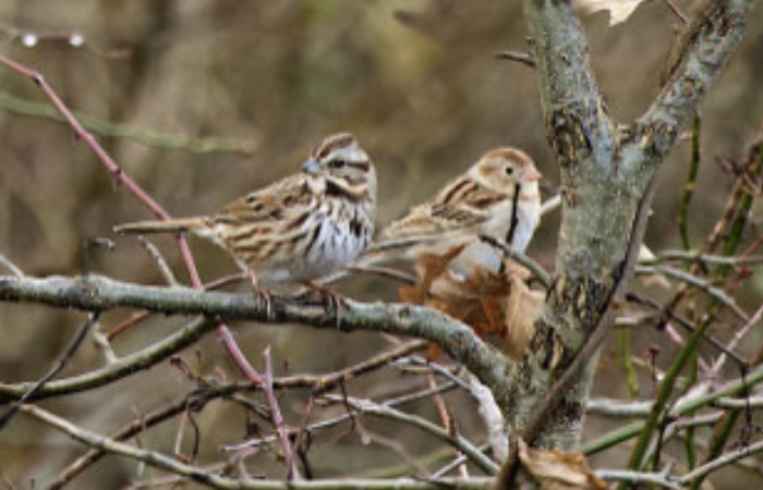 Great Swamp National Wildlife Refuge Hike