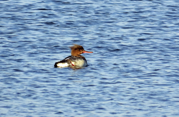 Birder’s Meetup: JerseyCityBirds &amp; Sierra Club