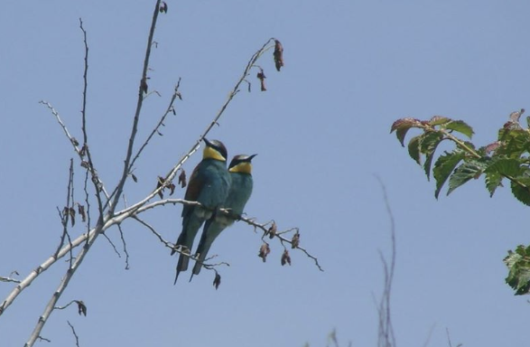 January Virtual Bird Walk with Montclair Bird Club
