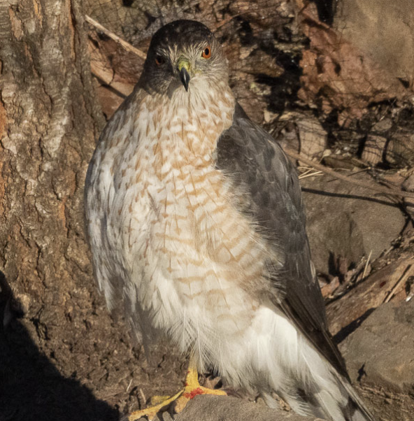 February Monthly Meeting — Montclair Bird Club