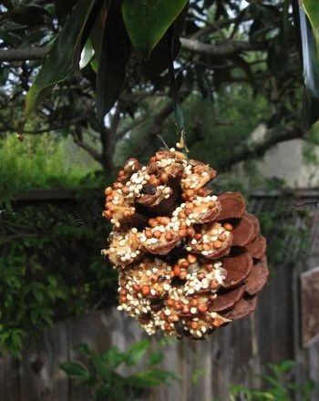 Evergreen Walk &amp; Birdfeeder Craft