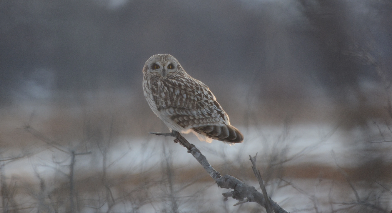 Wallkill River Birding
