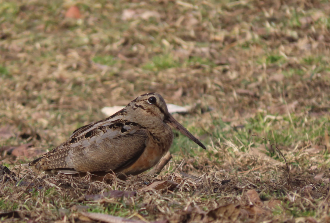 Woodcock Watch: A Birder’s Meet-Up [March 11-15]