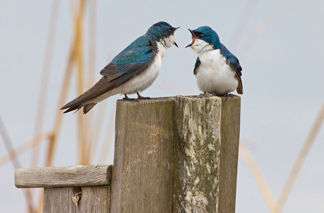 Mill Creek Marsh Photography