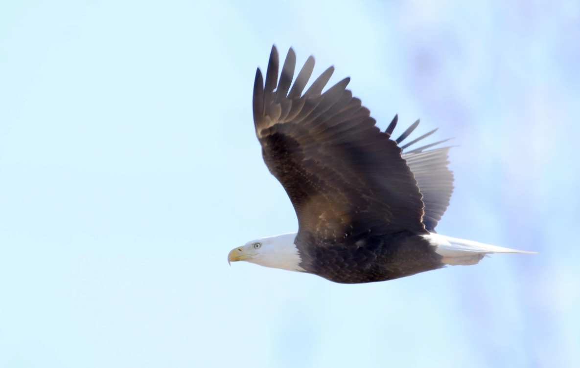 February Virtual Bird Walk with Montclair Bird Club