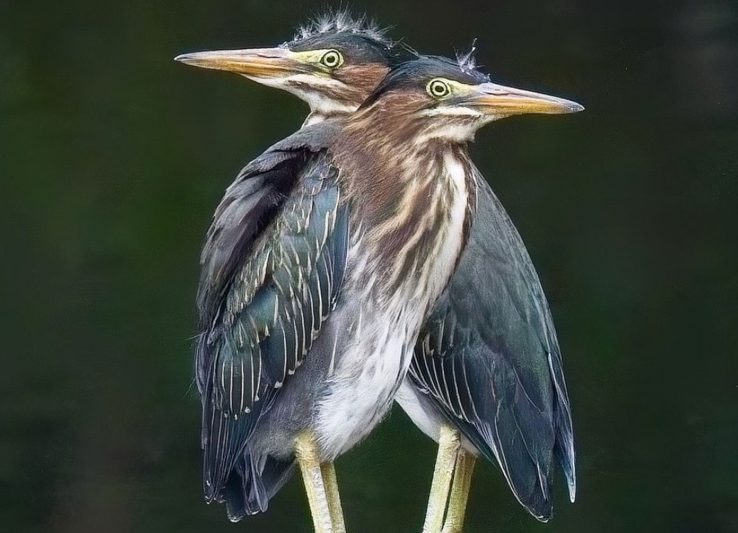 [Art Showcase] Photography of Michael Yellin