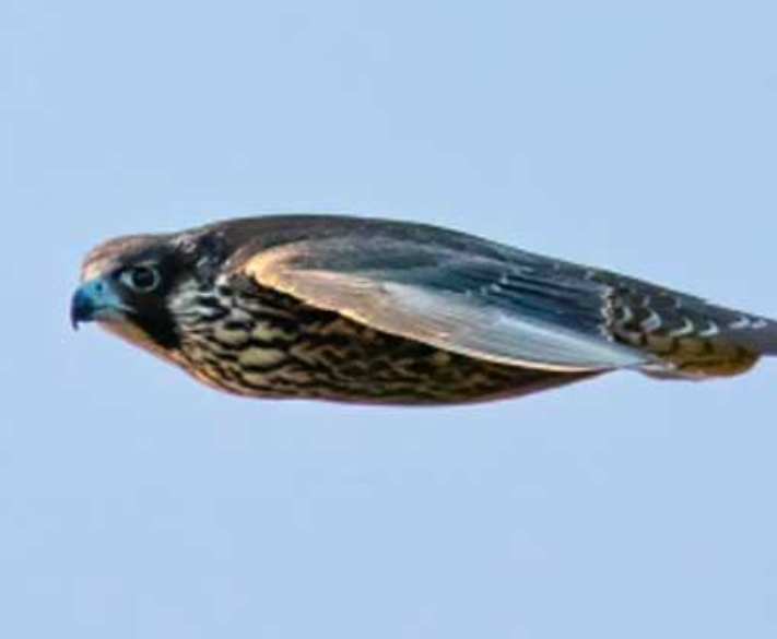 Monthly MBC Meeting: Fierce and Fastest