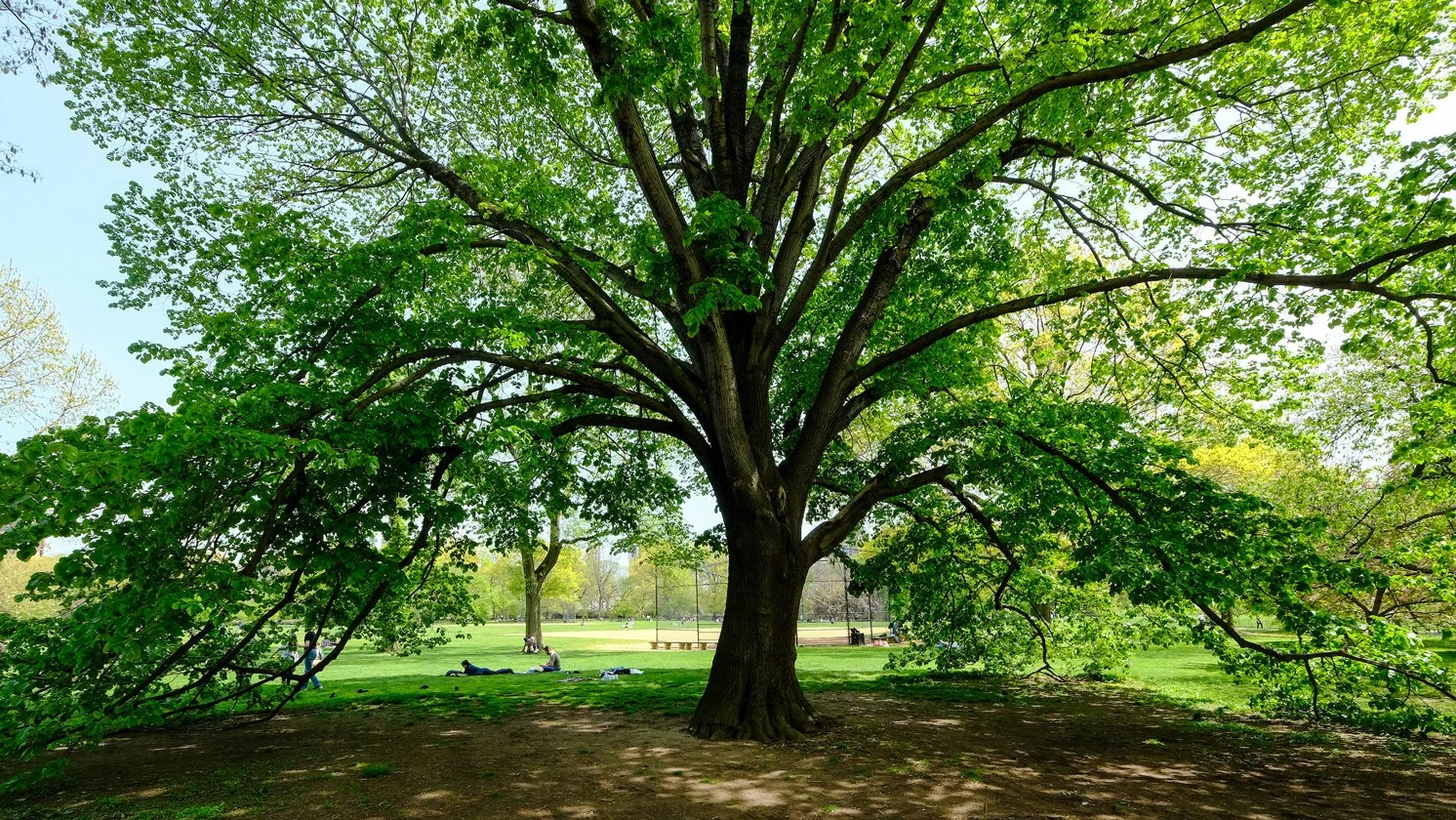 Nature's Canvas: A Creative Journey