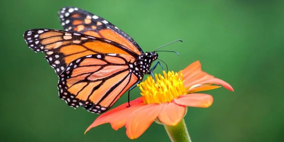 Meet the Monarch: A Butterfly Adventure at Liberty State Park