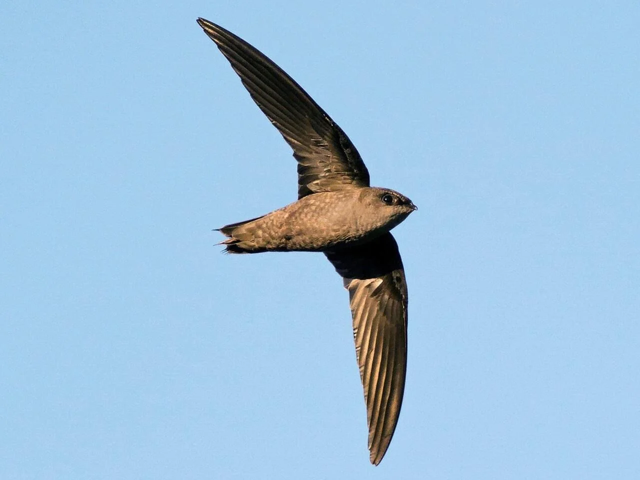 Montclair Chimney Swift Watch with Evan Cutler