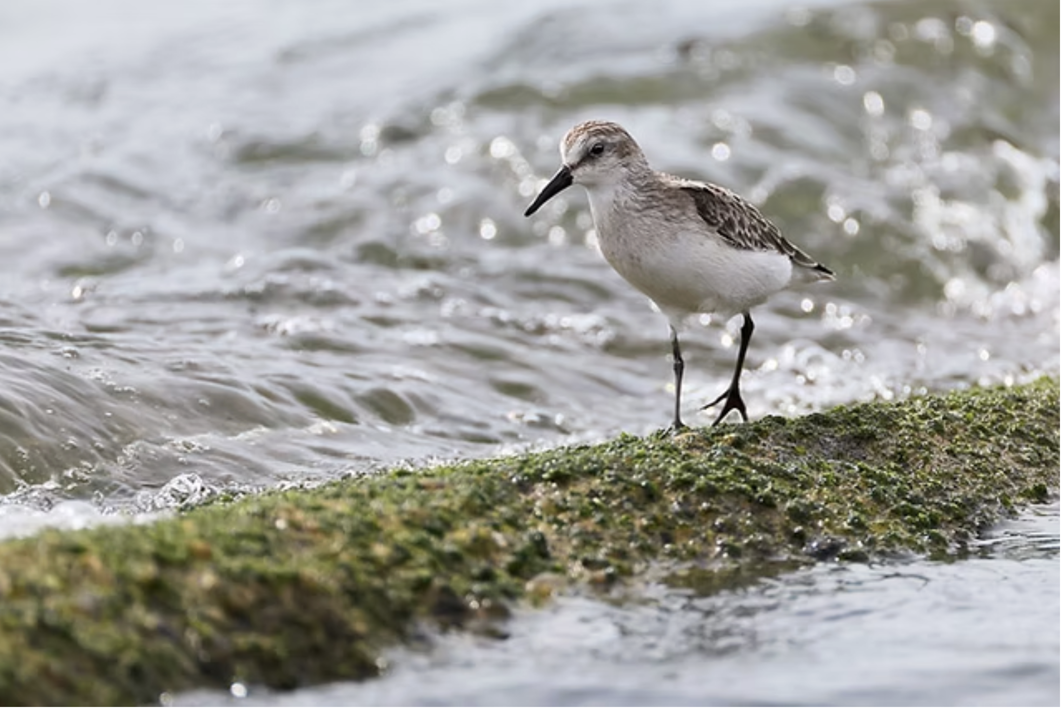 Fall Birding at Sandy Hook
