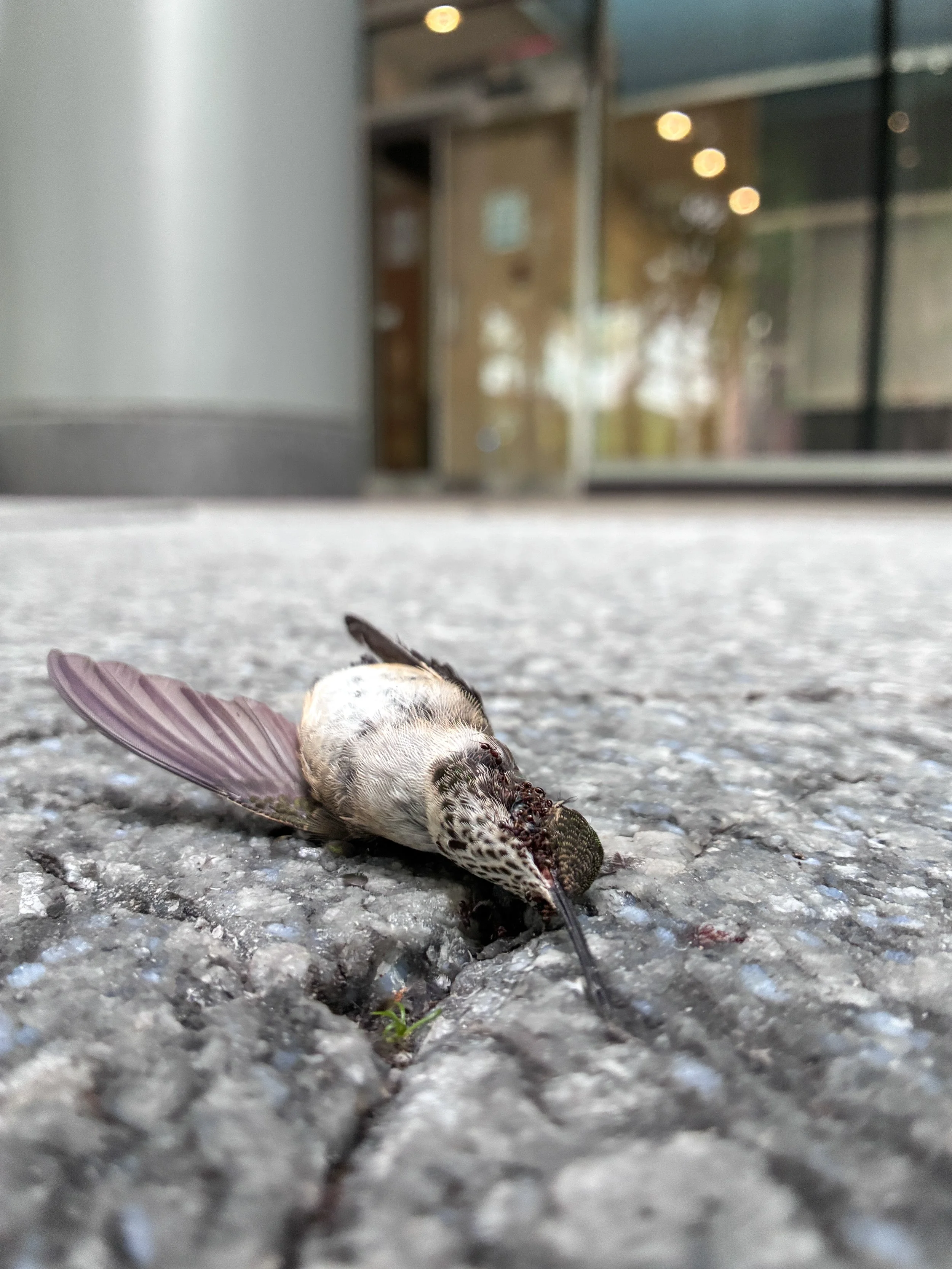 Hummingbird FR2.jpg