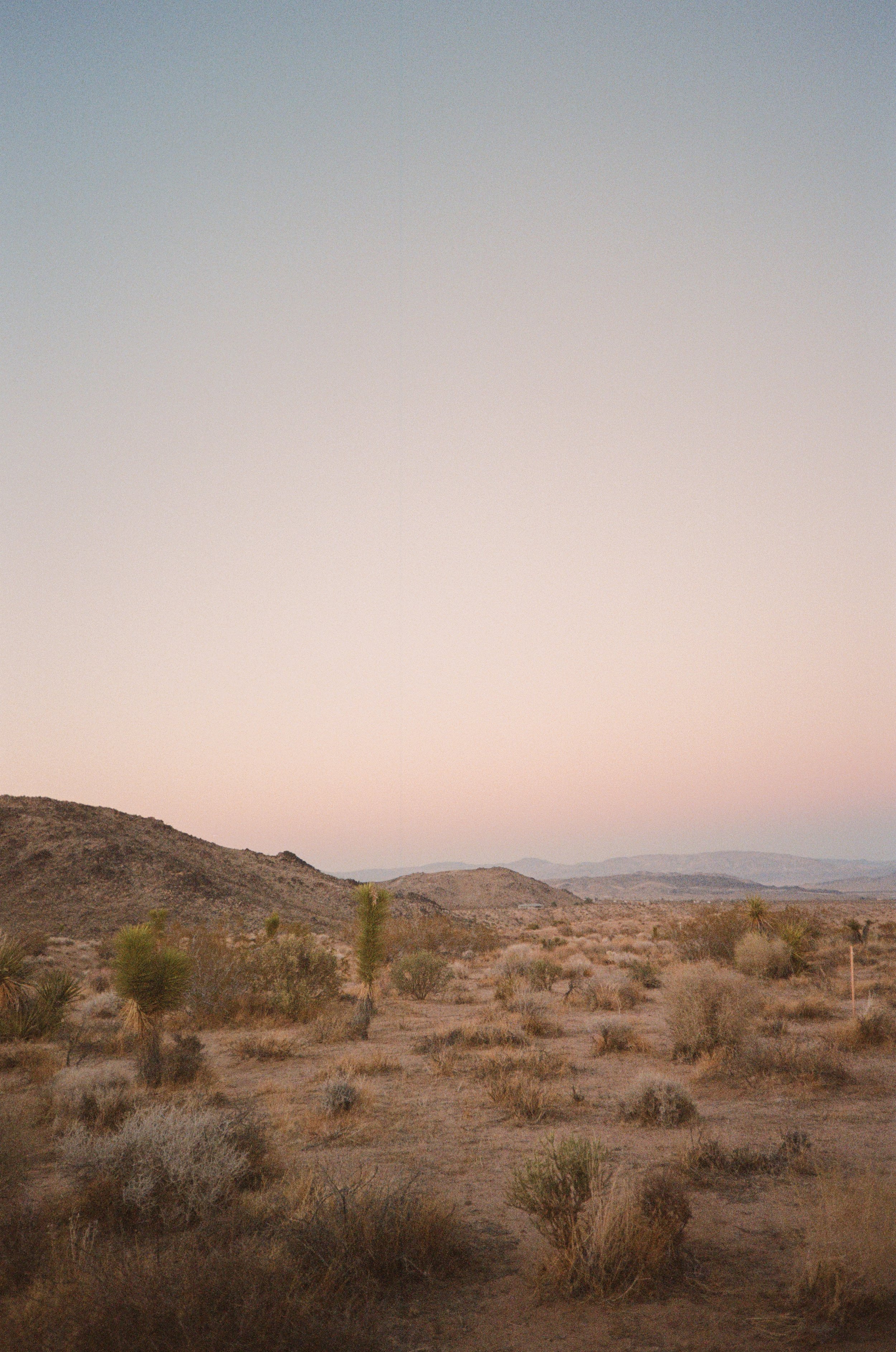 2021_03_09_JTree_Film_001.jpg