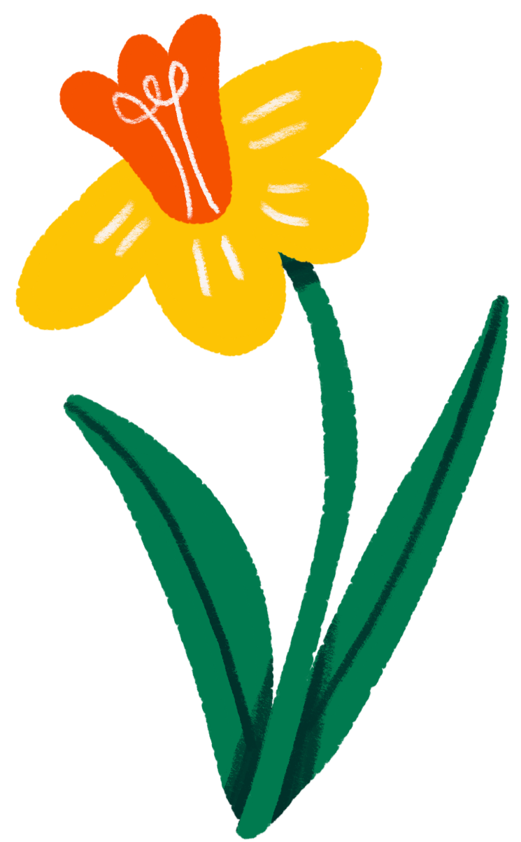A colorful drawing of a daffodil flower with yellow petals, an orange and red trumpet-shaped center, green stem, and long green leaves.