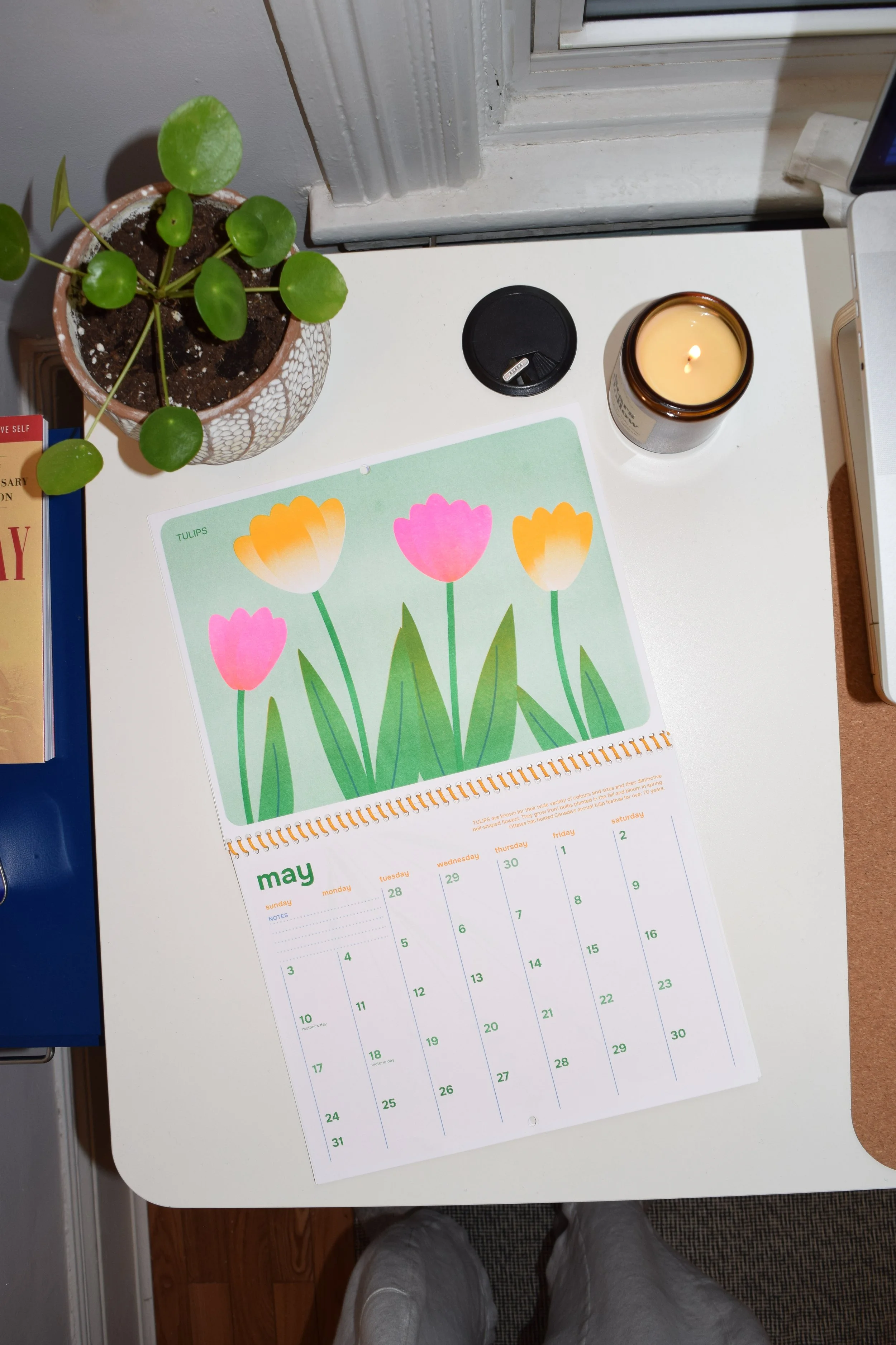 sore-thumb-calendar-may-tulips-illustration-sarah-lochhead-fyonna-laddaran.JPG