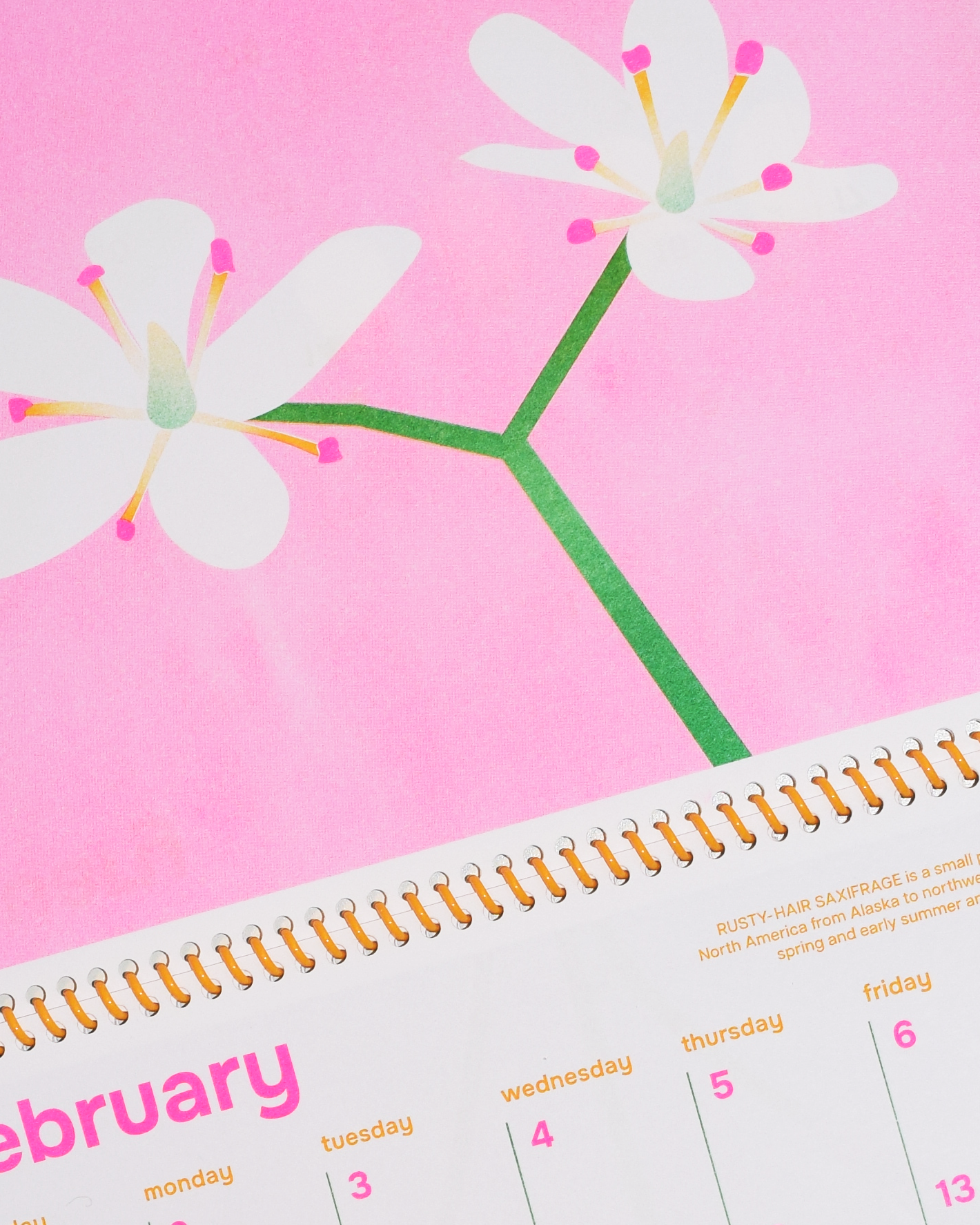 sore-thumb-calendar-february-rusty-hair-saxifrage-illustration-julia-pepler-fyonna-laddaran.png