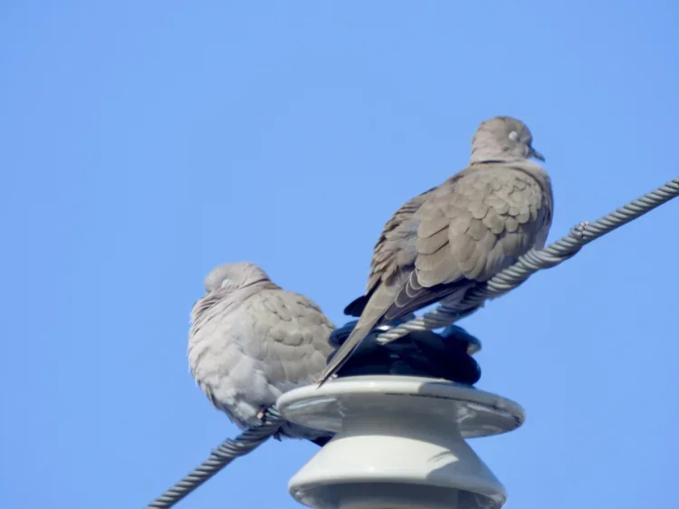 DSCN8651.webp