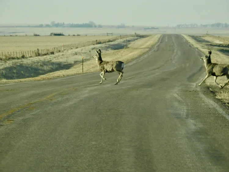 DSCN8768.webp