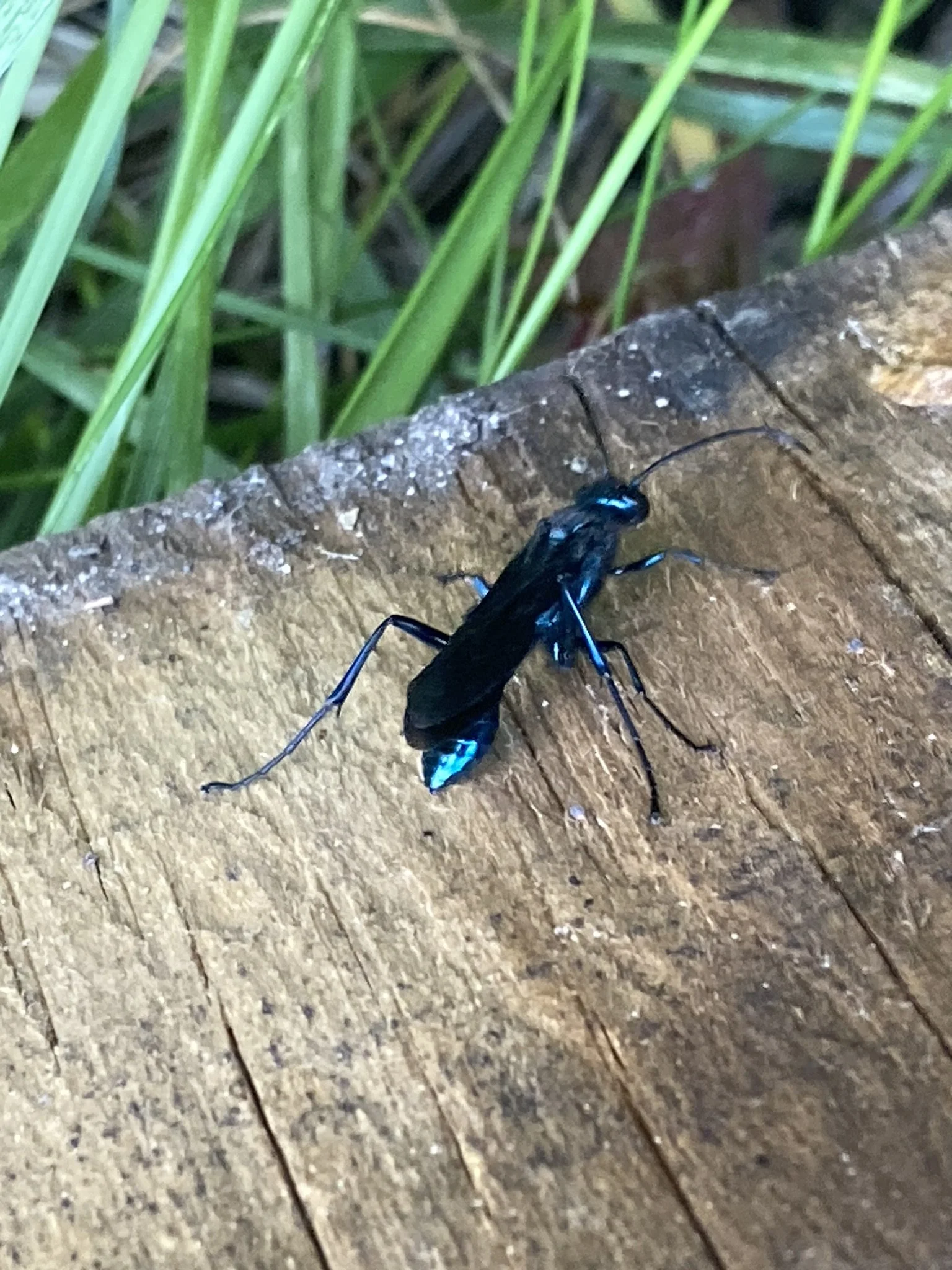 IMG_2441.JPEG