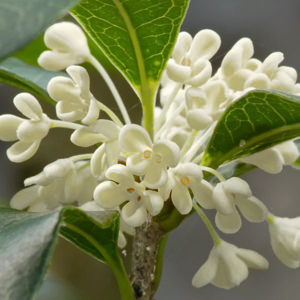 osmanthus.jpeg