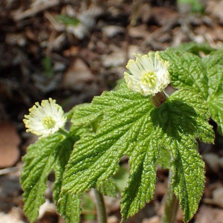 FHYDCAN-B-Goldenseal-Seeds_medium.jpg