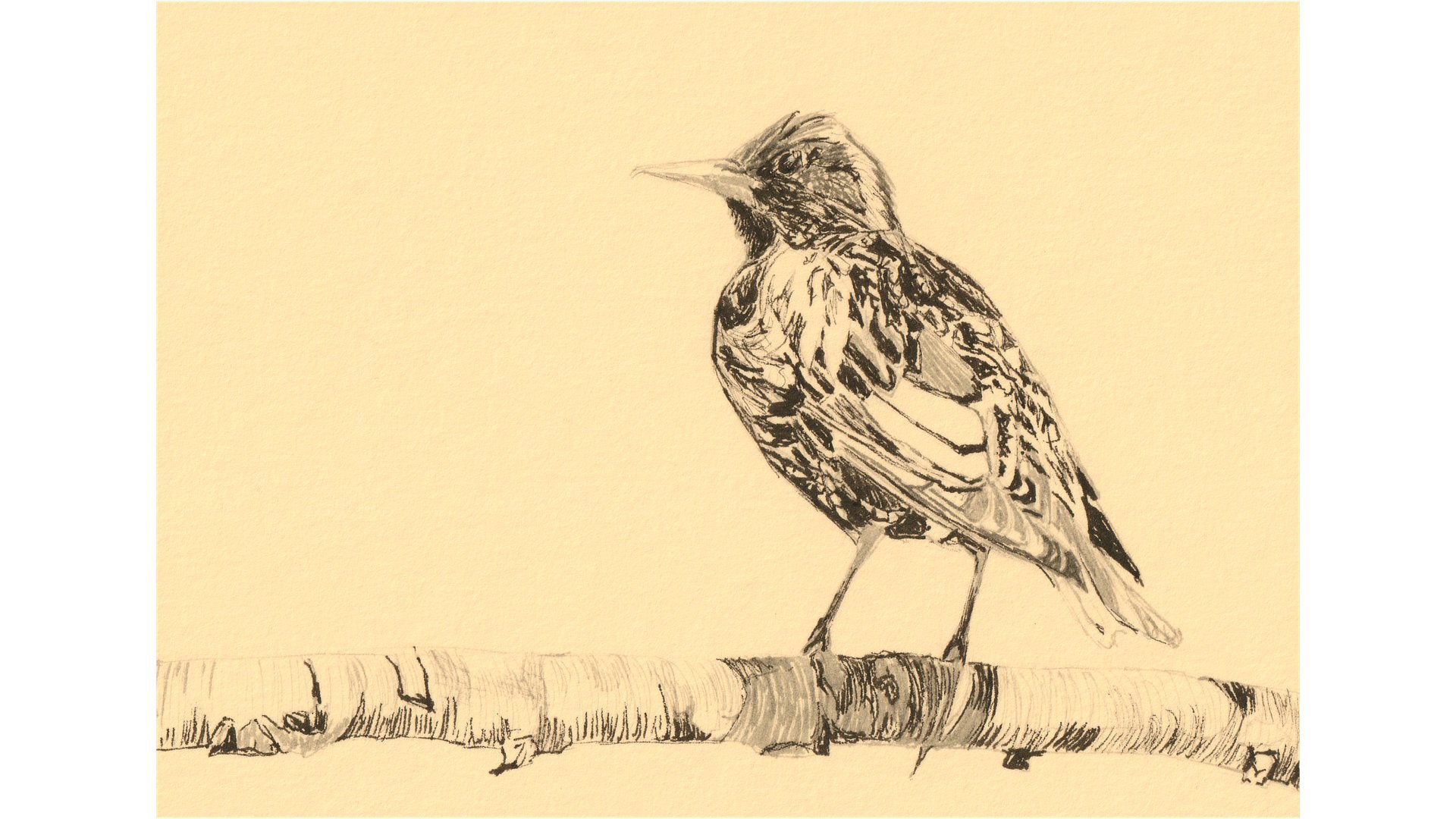 European Starling 5"x7" - Click for sound 🎶✨