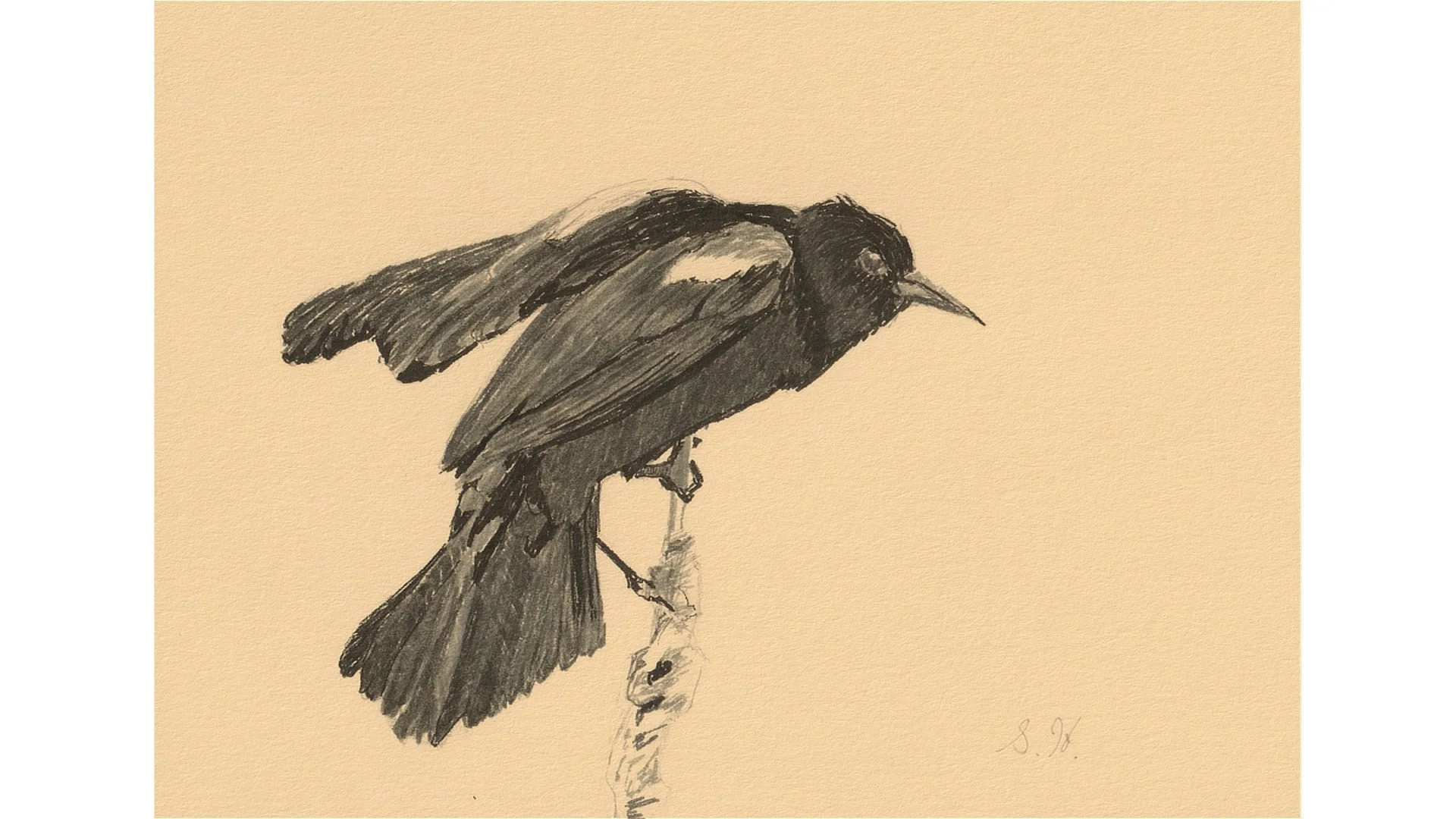 Red-winged Blackbird  5"x7" - Click for sound 🎶✨