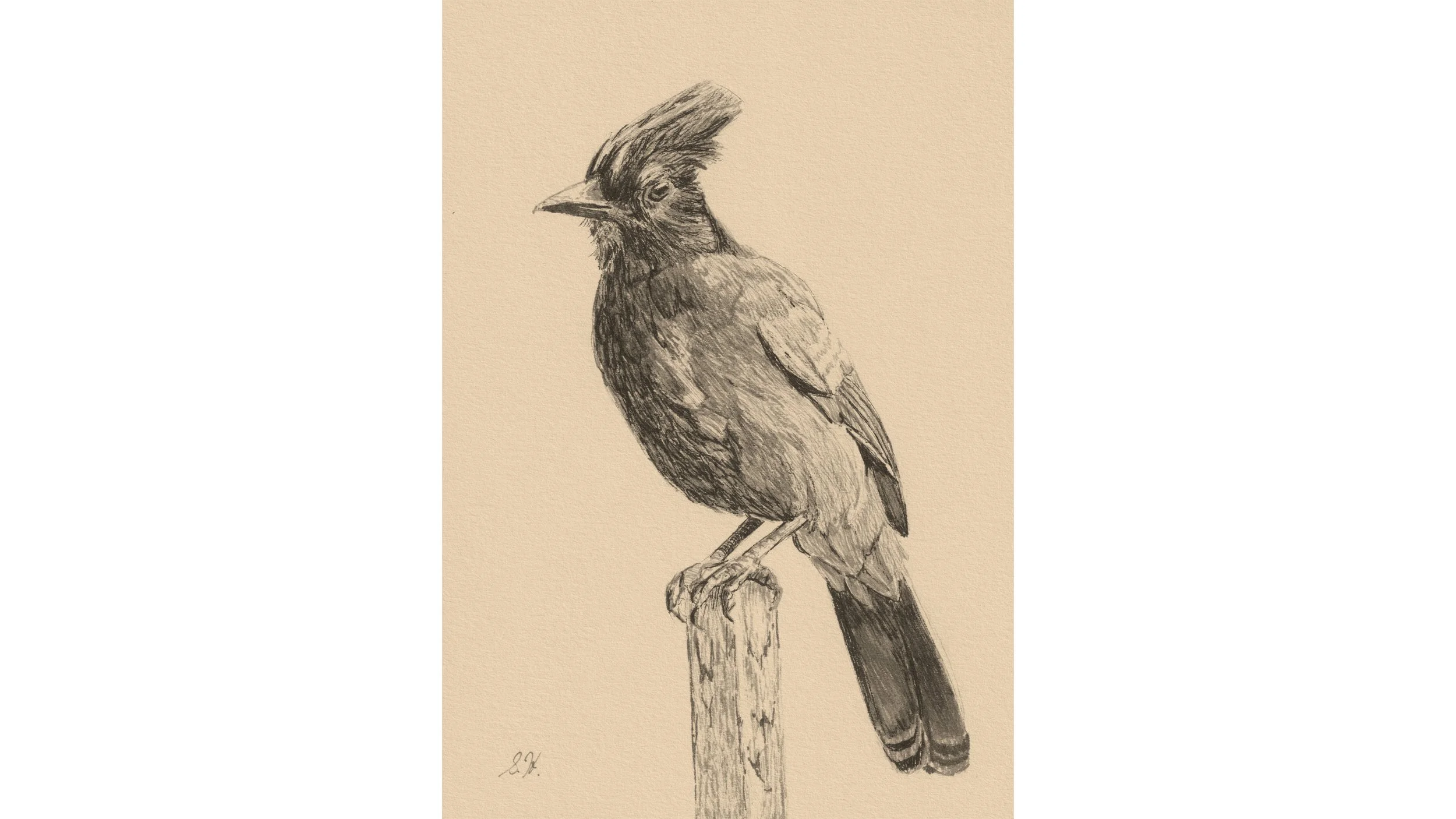 Steller's Jay 7" x 5" - click image 🎶✨