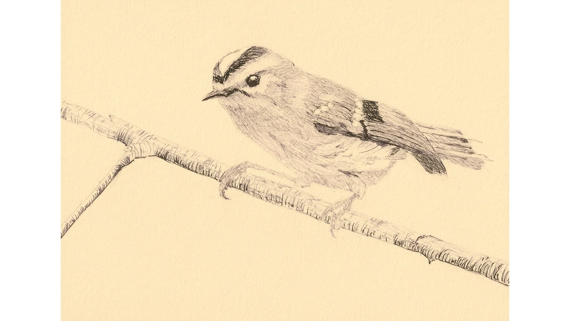 Golden-crowned Kinglet 5"x7" - Click for sound 🎶✨