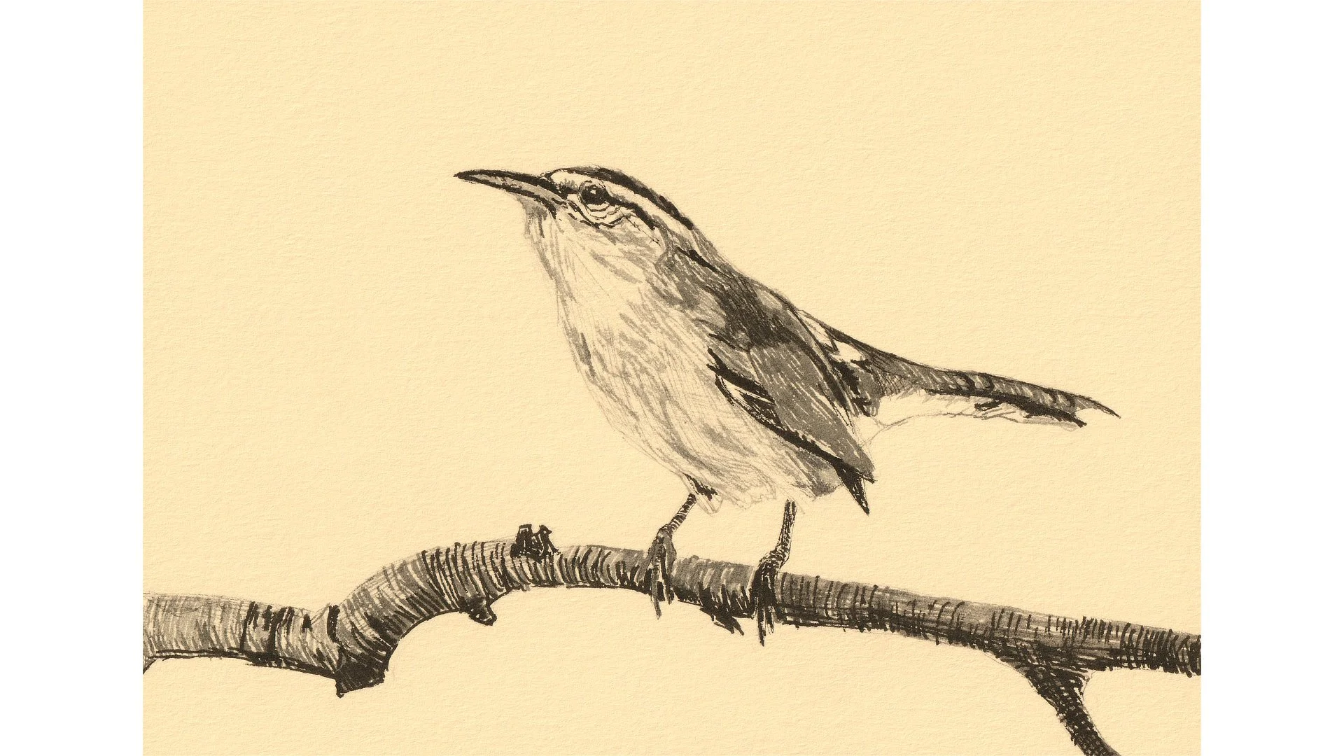 Bewick's Wren 5"x7" - Click for sound 🎶✨
