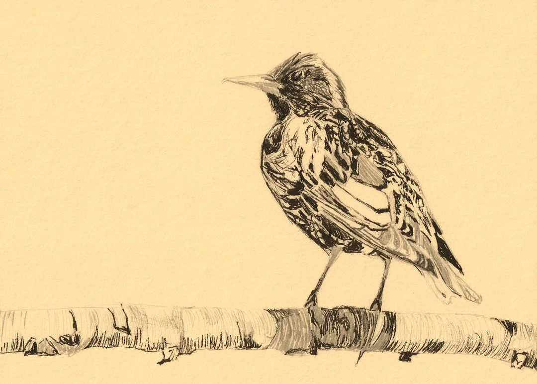 European Starling - 5"x7" - Click for sound 🎶✨