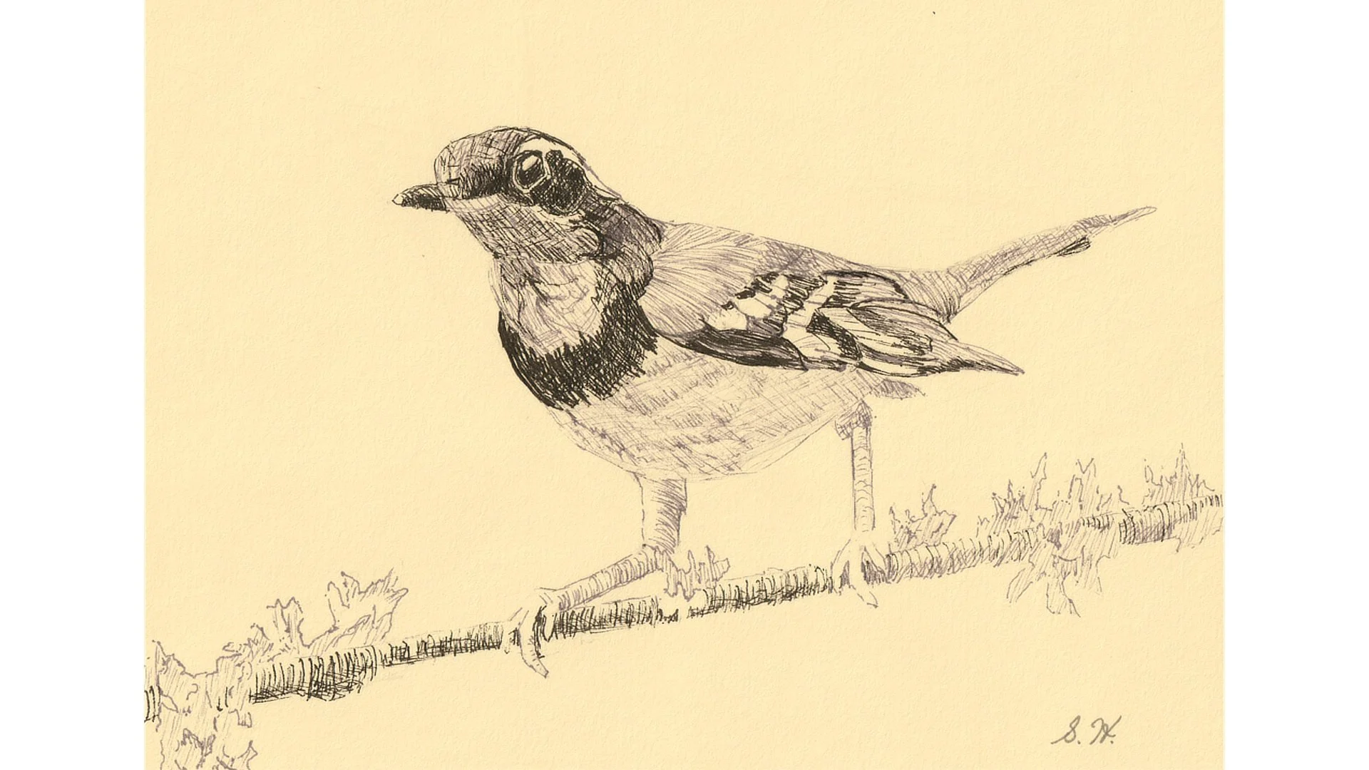 Varied Thrush 5"x7" - Click for sound 🎶✨