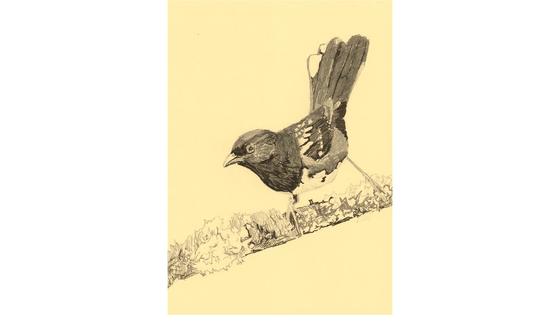 Spotted Towhee 7"x5" - Click for sound 🎶✨