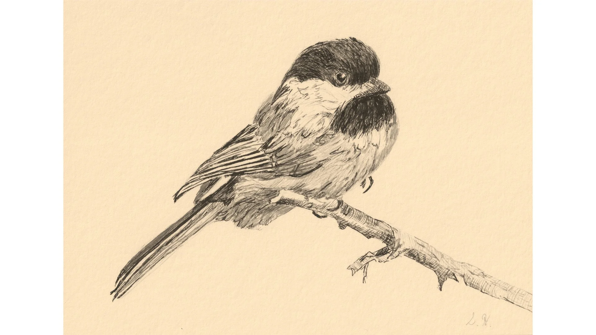 Black-capped Chickadee 5"x7" - Click for sound 🎶✨
