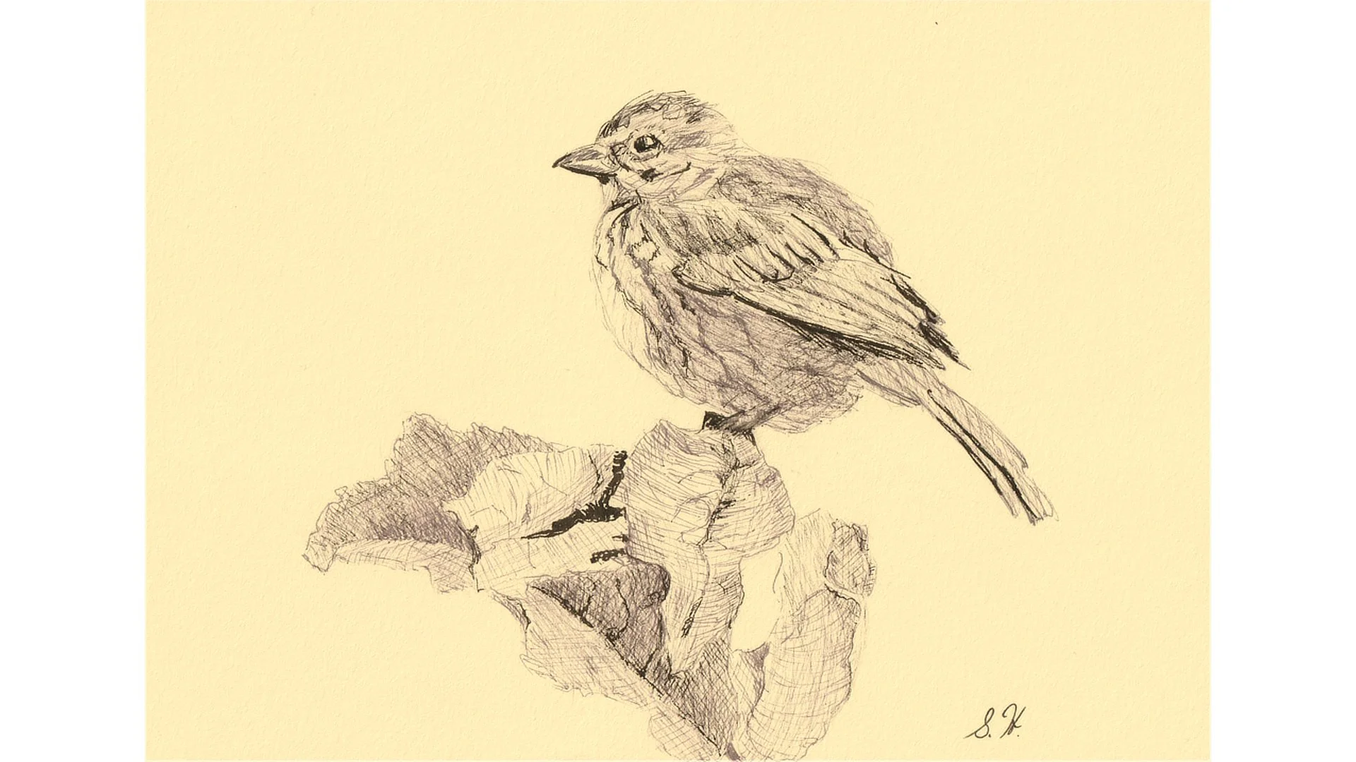 Song Sparrow 5"x7" - Click for sound 🎶✨