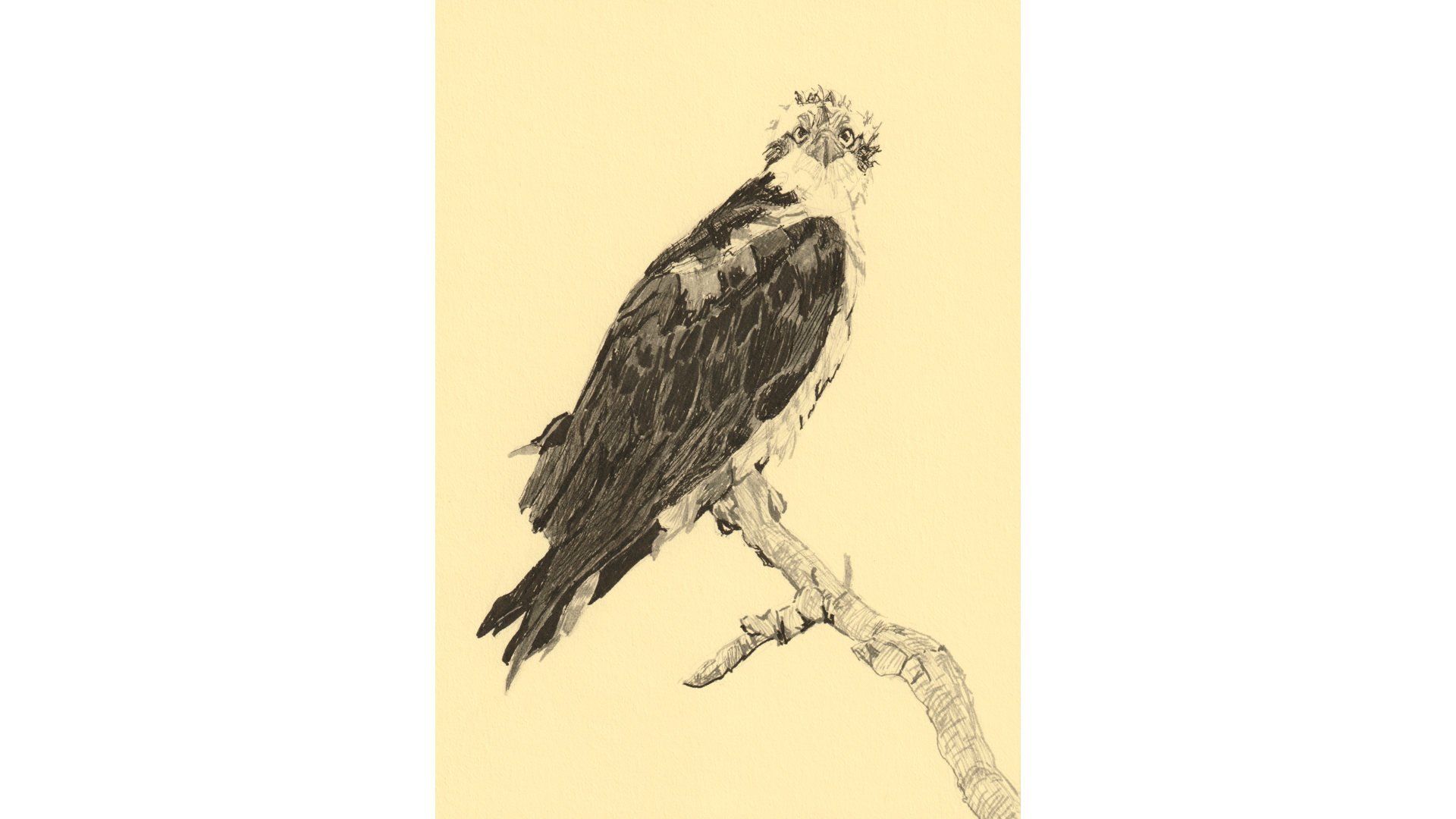 Western Osprey 7"x5" - Click for sound 🎶✨