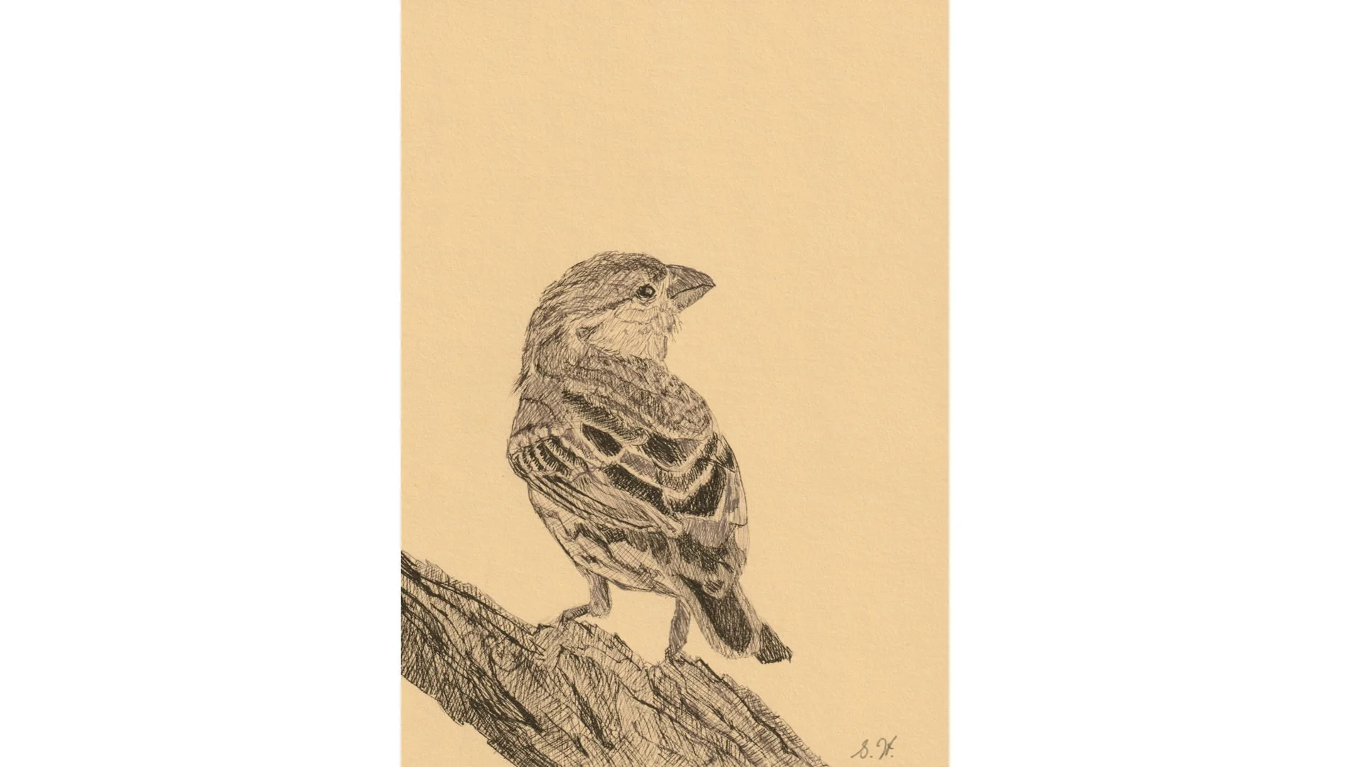 House Finch 7"x5" - Click for sound 🎶✨