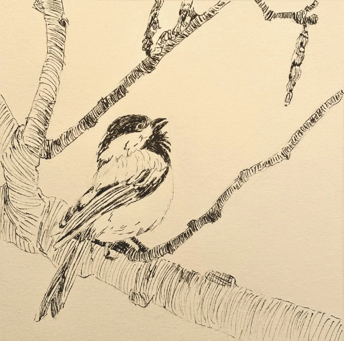 Black-capped Chickadee 5"x7"