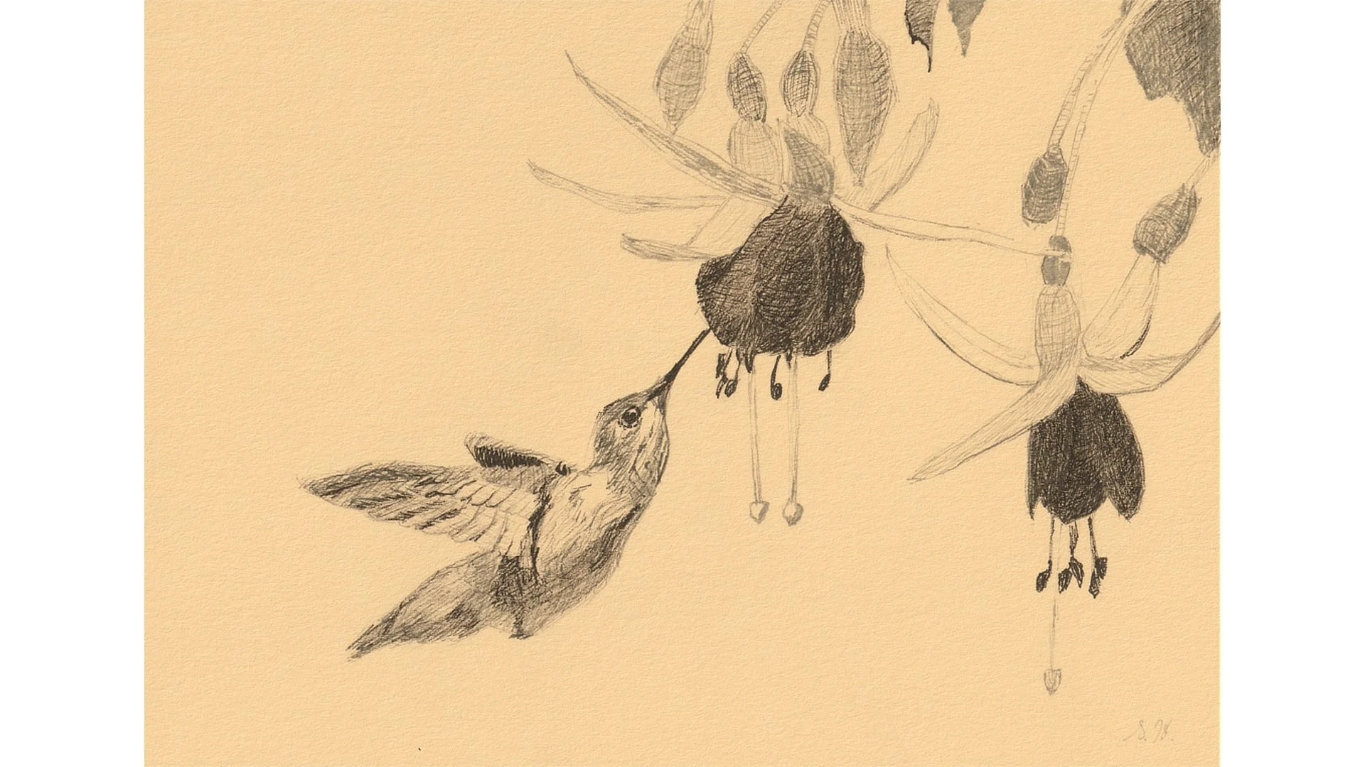 Rufous Hummingbird 5"x7" - Click for sound 🎶✨