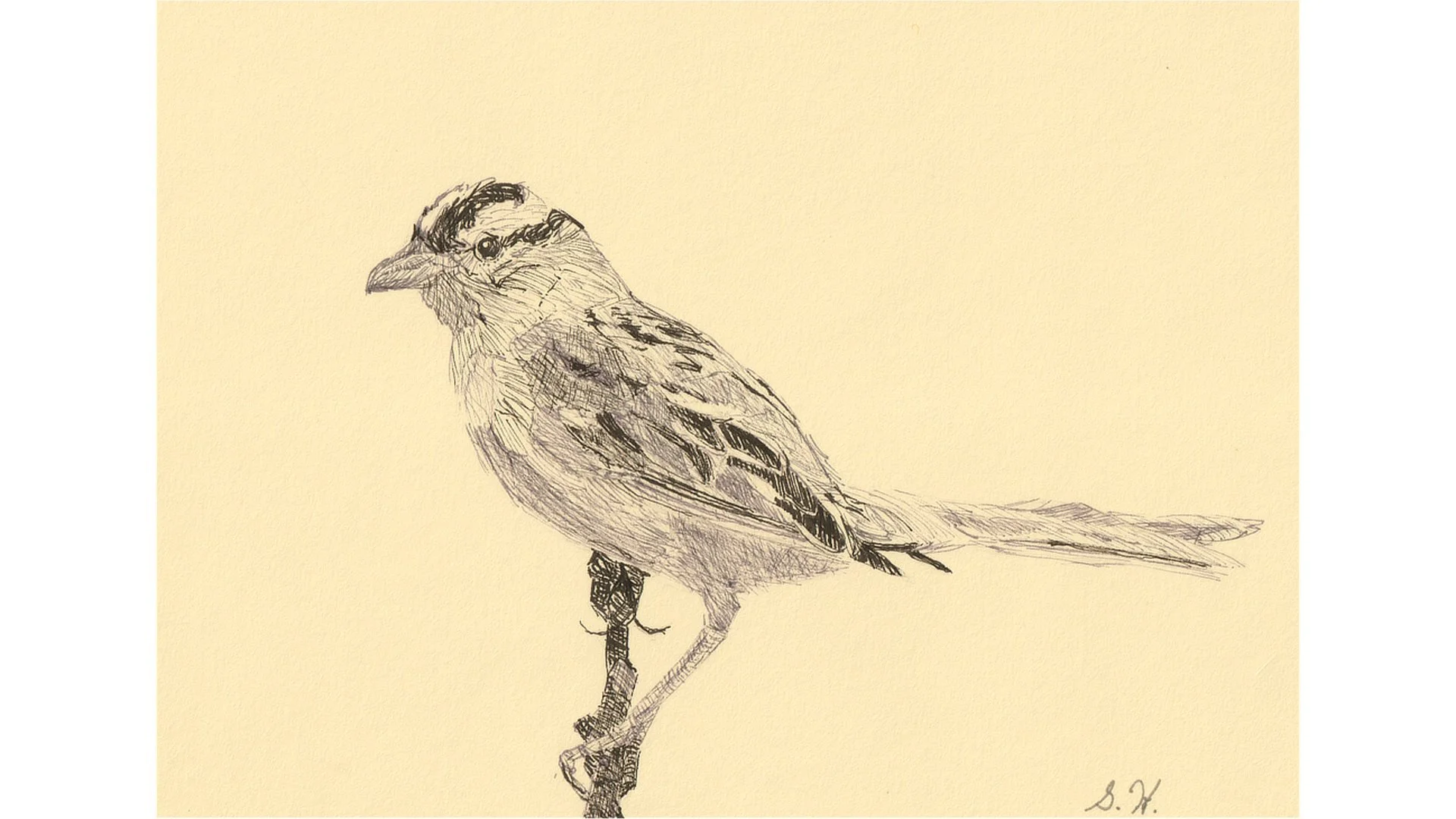 White-crowned Sparrow 5"x7" - Click for sound 🎶✨