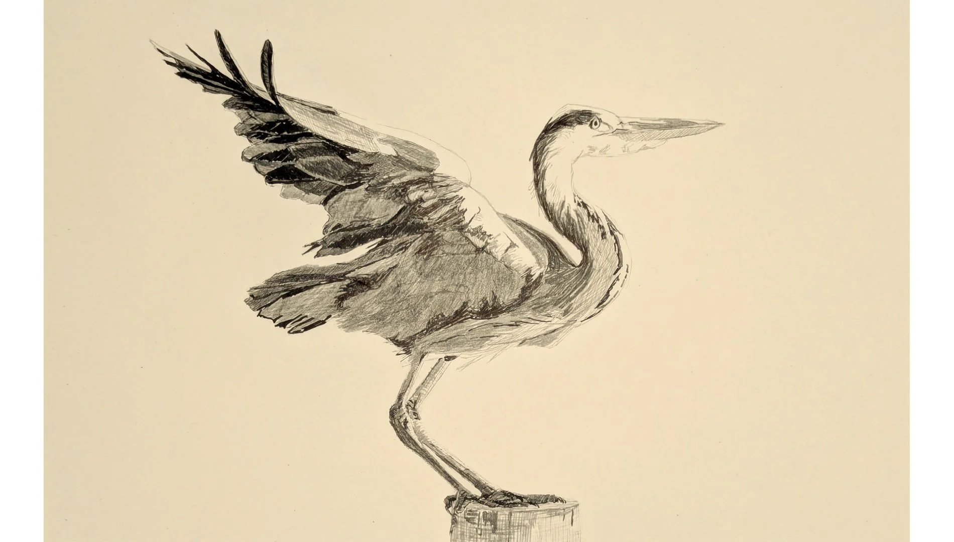 Great Blue Heron  7.5"x12" - Click for sound 🎶✨