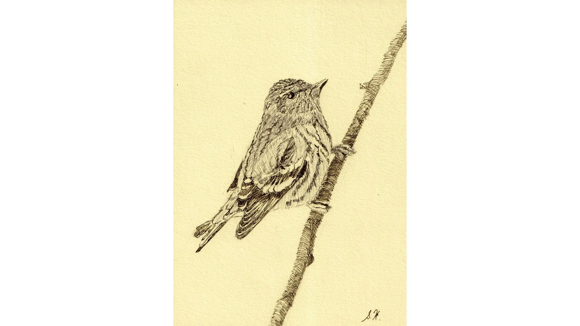 Pine Siskin 7"x5" - Click for sound 🎶✨